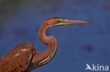 Purperreiger (Ardea purpurea)