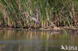 Purperreiger (Ardea purpurea)