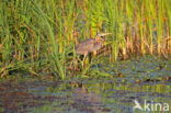 Purperreiger (Ardea purpurea)