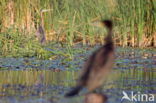 Purperreiger (Ardea purpurea)