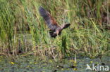 Purperreiger (Ardea purpurea)