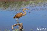 Purperreiger (Ardea purpurea)