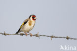 European Goldfinch (Carduelis carduelis)