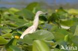 Ralreiger (Ardeola ralloides)