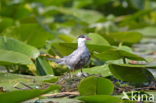 Ralreiger (Ardeola ralloides)