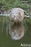 Squacco Heron (Ardeola ralloides)