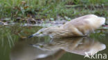 Squacco Heron (Ardeola ralloides)