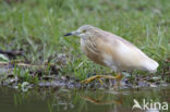 Squacco Heron (Ardeola ralloides)