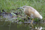 Squacco Heron (Ardeola ralloides)