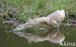 Squacco Heron (Ardeola ralloides)