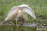 Squacco Heron (Ardeola ralloides)