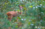 Ree (Capreolus capreolus)
