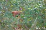 Ree (Capreolus capreolus)