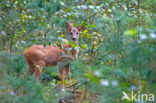 Ree (Capreolus capreolus)