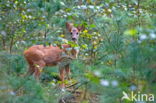 Ree (Capreolus capreolus)