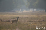 Roe Deer (Capreolus capreolus)