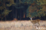 Roe Deer (Capreolus capreolus)