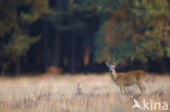 Roe Deer (Capreolus capreolus)