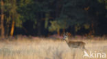 Roe Deer (Capreolus capreolus)