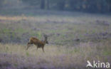 Roe Deer (Capreolus capreolus)