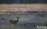 Roe Deer (Capreolus capreolus)