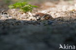 Ringmus (Passer montanus)