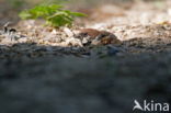 Eurasian Tree Sparrow (Passer montanus)