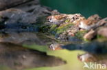 Eurasian Tree Sparrow (Passer montanus)