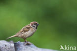 Eurasian Tree Sparrow (Passer montanus)