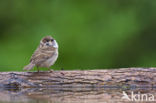 Eurasian Tree Sparrow (Passer montanus)