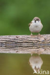 Eurasian Tree Sparrow (Passer montanus)