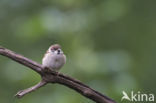 Eurasian Tree Sparrow (Passer montanus)