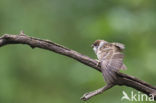 Eurasian Tree Sparrow (Passer montanus)