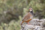 Red-legged Partridge (Alectoris rufa)