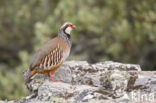 Red-legged Partridge (Alectoris rufa)