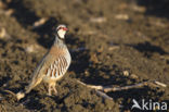 Red-legged Partridge (Alectoris rufa)