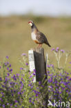 Red-legged Partridge (Alectoris rufa)