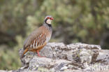 Red-legged Partridge (Alectoris rufa)