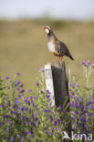 Red-legged Partridge (Alectoris rufa)