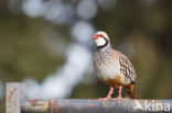 Red-legged Partridge (Alectoris rufa)