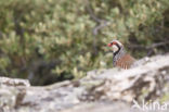 Red-legged Partridge (Alectoris rufa)