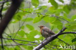 European Robin (Erithacus rubecula)