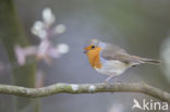 European Robin (Erithacus rubecula)