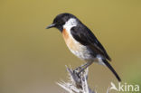 European Stonechat (Saxicola rubicola)