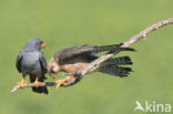 Red-footed Falcon (Falco vespertinus)