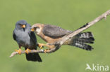 Red-footed Falcon (Falco vespertinus)