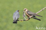 Roodpootvalk (Falco vespertinus)