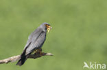 Red-footed Falcon (Falco vespertinus)