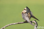 Red-footed Falcon (Falco vespertinus)