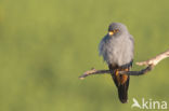 Red-footed Falcon (Falco vespertinus)